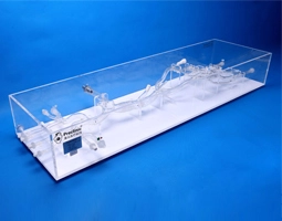 Superior And Inferior Vena Cava-Lower Extremity Vein Simulation Model