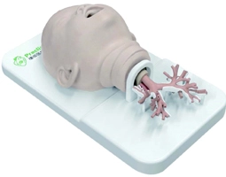 Pediatric Bronchoscope Training Model