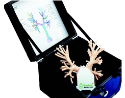 Endobronchial ultrasound (EBUS-TBNA) Training Model