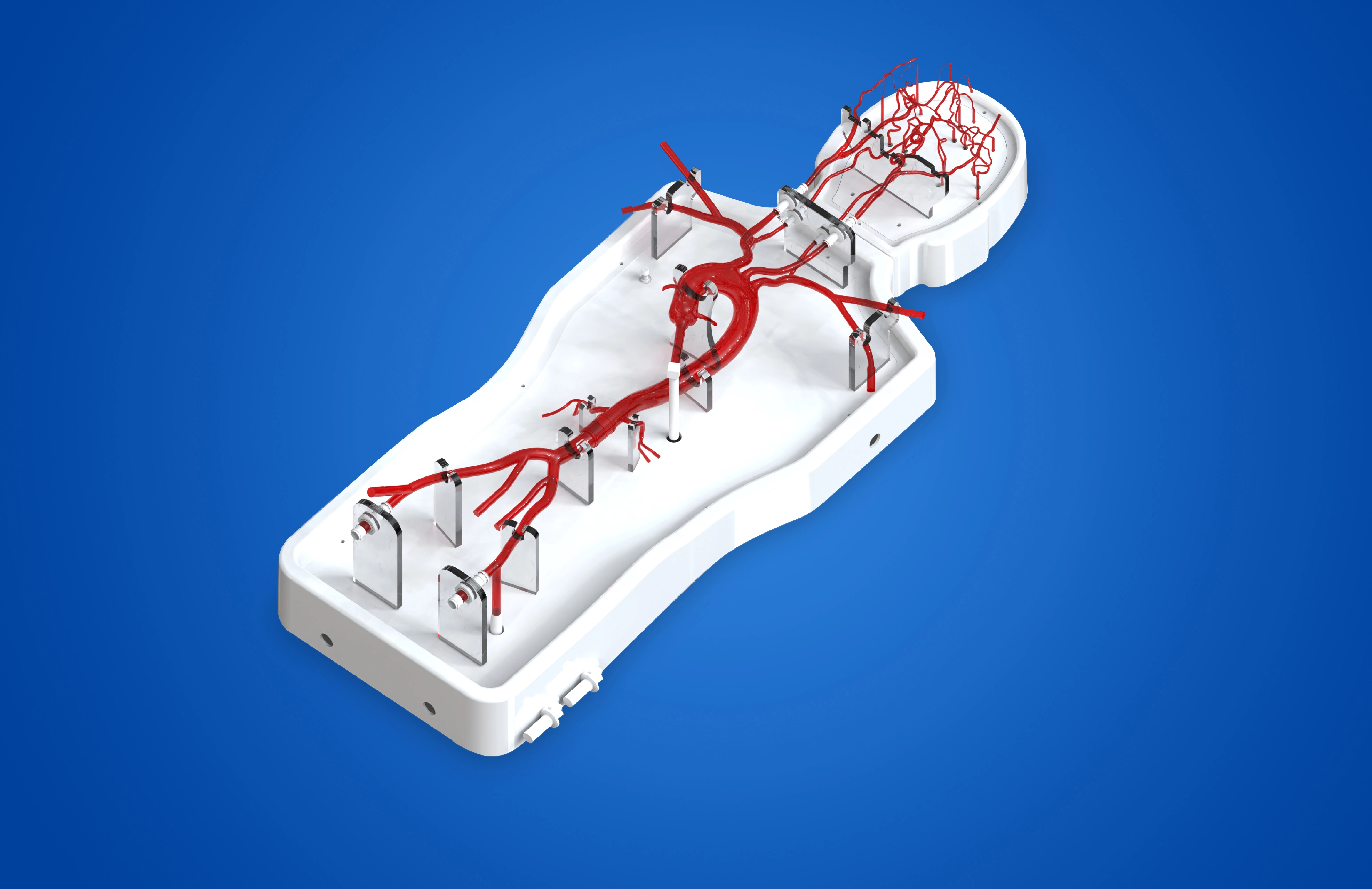 Neurovascular operation training model-type B